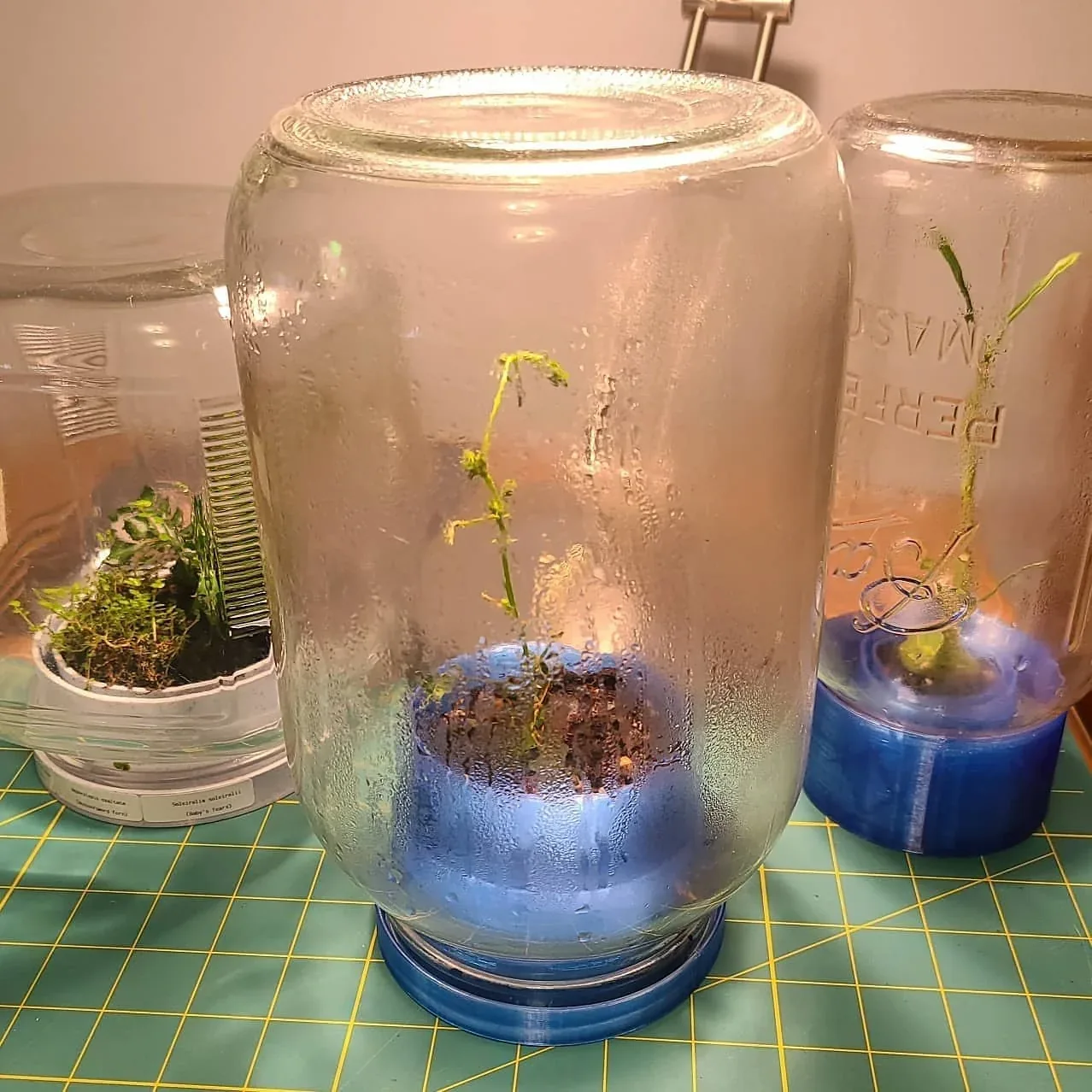 Small plant enclosures with blue printed bases and glass covers.