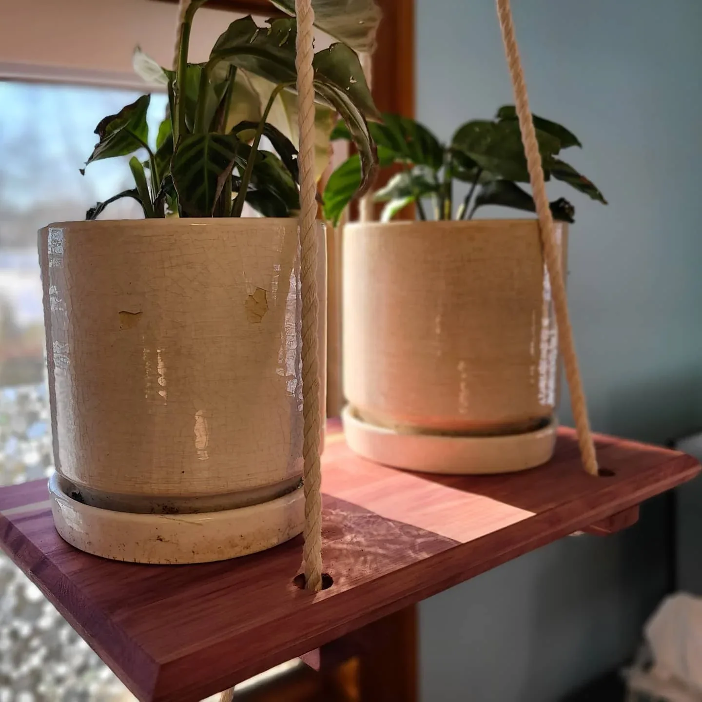 Aromatic cedar shelf suspended with rope and holding potted plants.